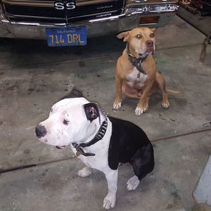 Meet your Posher, Carl